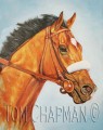 Barbaro, the Look of a Champion - horseracing giclee canvas print
